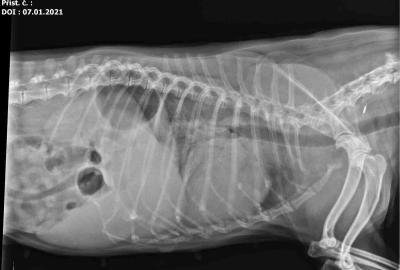 Plícní edém RTG vyšetření | Veterinární klinika Medipet Zlín