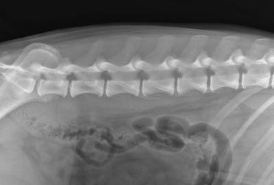 2. RTG snímek bederní páteře psa, | Veterinární klinika Medipet Zlín