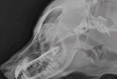 Možnosti vyšetření hlavy pomocí zobrazovacích metod | Veterinární klinika Medipet Zlín