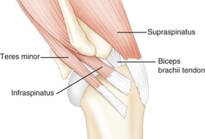 Anatomie ramenního kloubu psa.  | Veterinární klinika Medipet Zlín