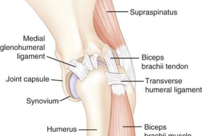 Anatomie ramenního kloubu psa.  | Veterinární klinika Medipet Zlín
