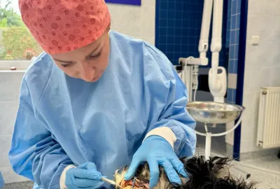 Stomatologie - MVDr. Melanie Mošťková | Veterinární klinika Medipet Zlín