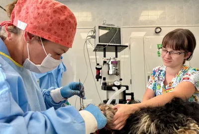 Stomatologie - MVDr. Melanie Mošťková | Veterinární klinika Medipet Zlín