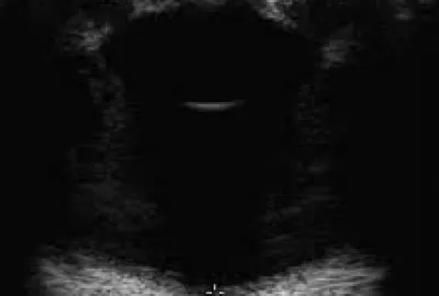 Možnosti vyšetření hlavy pomocí zobrazovacích metod | Veterinární klinika Medipet Zlín