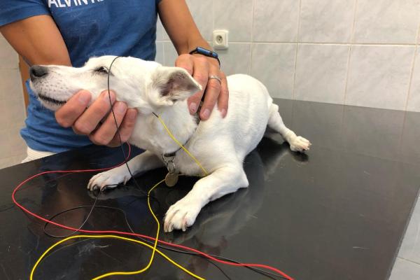 Diagnostika dědičné hluchoty psů