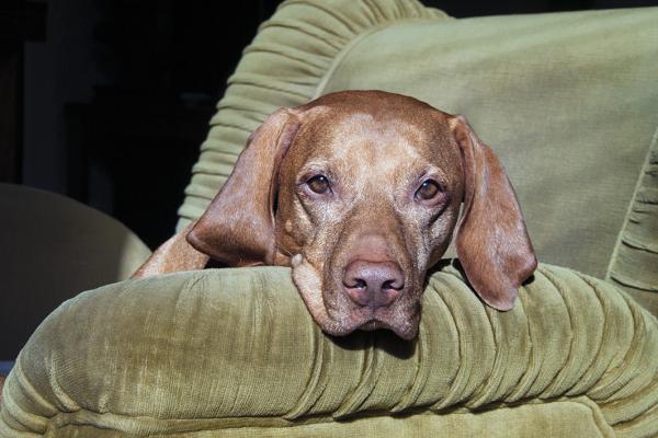 Dlouhodobá péče o psy a kočky s chronickým onemocněním srdce. Praktické tipy pro majitele. | Veterinární klinika Medipet Zlín