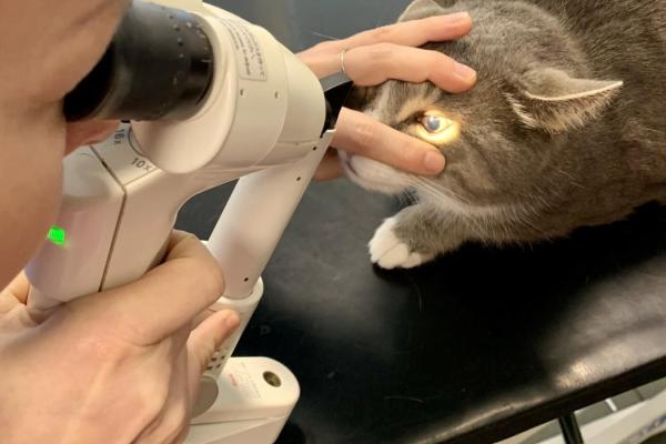 Oční onemocnění typická pro jednotlivá plemena psů a koček | Veterinární klinika Medipet Zlín