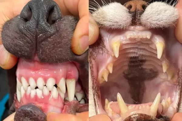 Jaké příznaky můžou naznačovat zubní onemocnění u psů a koček? | Veterinární klinika Medipet Zlín