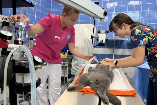 Kočky vítány! V Medipetu s respektem a beze stresu | Veterinární klinika Medipet Zlín