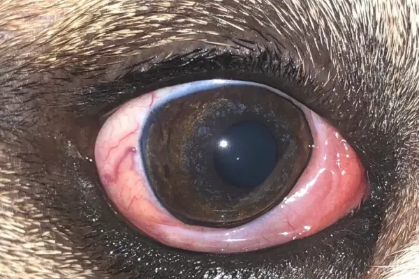 Po operaci žlázy třetího víčka | Veterinární klinika Medipet Zlín