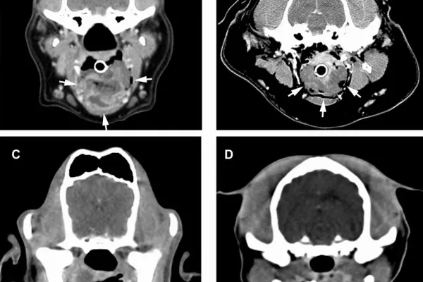 Možnosti vyšetření hlavy pomocí zobrazovacích metod | Veterinární klinika Medipet Zlín