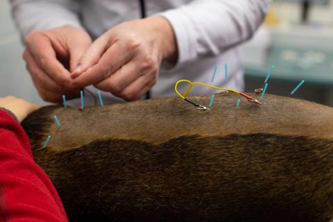 Medipet Zlín - veterinární akupunktura a její role při léčbě chronické bolesti.