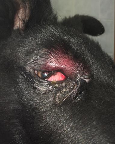 Infekční a zánětlivá onemocnění víček