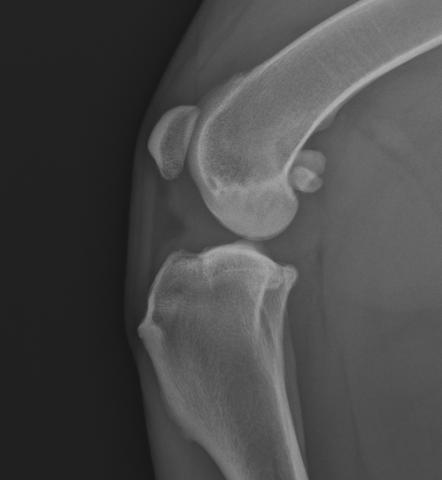 Medipet - Veterinární ortopedie