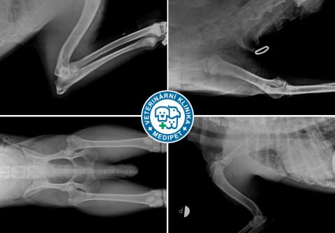 Certifikované posuzování dědičných ortopedických vad u psů na Veterinární klinice Medipet