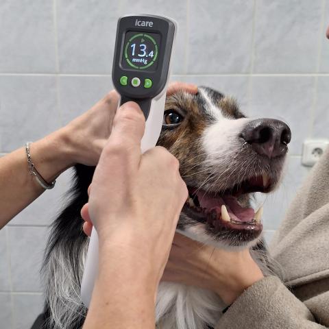 iCare Tonovet Pro k měření nitroočního tlaku | Veterinární klinika Medipet Zlín