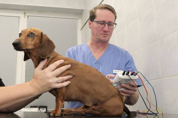 Léčba bolesti | Veterinární klinika Medipet Zlínp