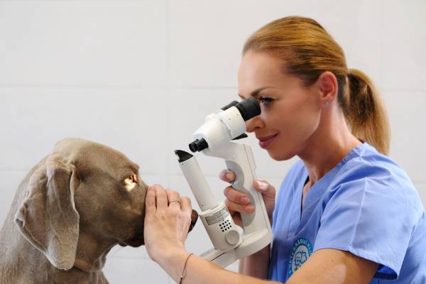 Veterinární oftalmologie | Veterinární klinika Medipet Zlín