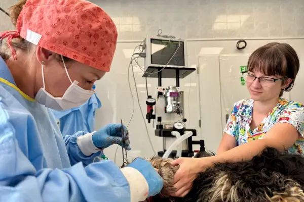 Veterinární stomatologie | Veterinární klinika Medipet Zlín